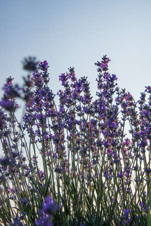 Upward view of lavender flowers against the clear blue sky