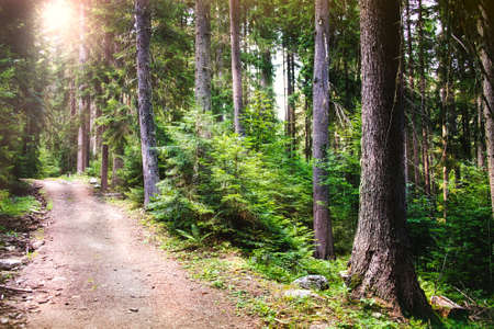 A path winding through a pine forest. Sun rays breaking through the trees.の写真素材
