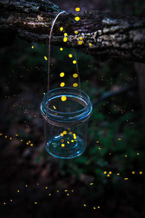 Fireflies flying away from a jar hanged on a tree in the forest.の写真素材