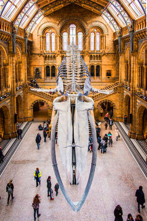 27 November 2017, London, England, National Historic Museum. Front view of a whale skeleton, part of the Whales Exhibition in The National Historic Museum in London.のeditorial素材