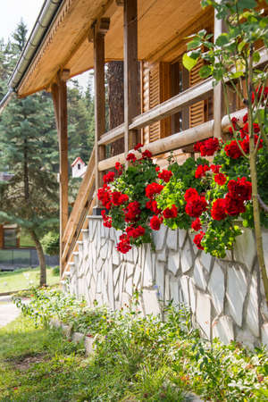 Sunny verandah of a wooden house decorated with red geranium in full blossom.の写真素材