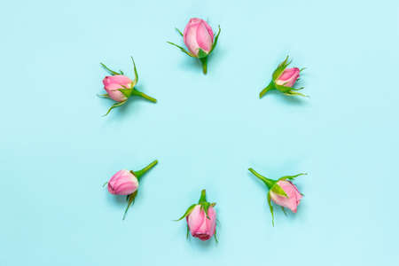 Top view of pink roses arranged in circle over blue background. Abstract floral background.