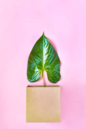 Top view of a green leaf in a ktaft box over pink background. Abstract nature concept.