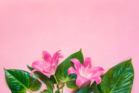 Flat lay of lilium flowers and green leaves over pink backgroung. Copy space.の写真素材