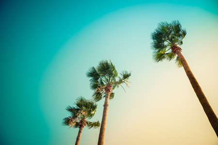Palm trees uder the rays of the colorful sunset.