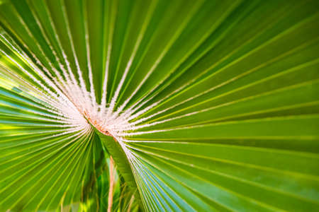 Close up of green palm leaf. Abstract nature background.の写真素材