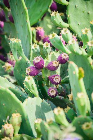 Prickly pear cactus or Indian fig opuntia with purple red fruits.の写真素材