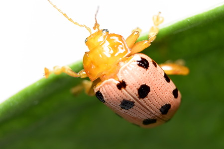 Crioceris duodecimpunctata (Spotted Asparagus Beetle)