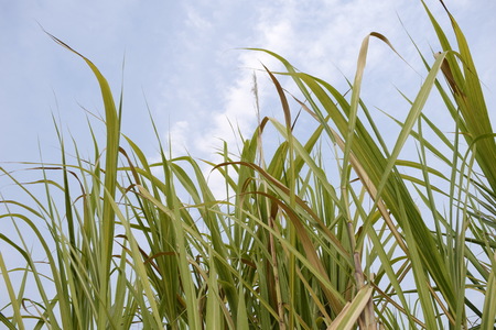Thatch Field