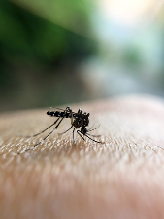 Close-up of a mosquito sucking blood on human handの写真素材