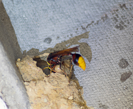 Asian wasp building nest with mudの写真素材