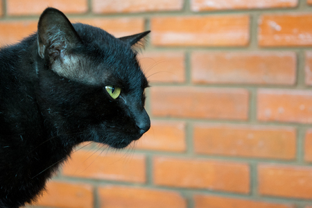 Black Cat with brick wall backgroundの写真素材