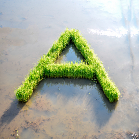 Alphabet letter from rice plantの写真素材