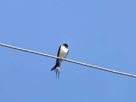 From below of adult Swallow resting on long thin wire against light blue cloudless sky in daytimeの写真素材