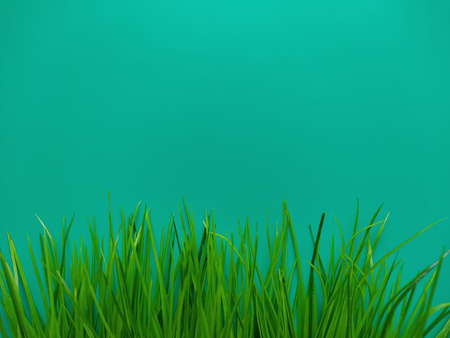 Top view of bright verdant fresh green grass on vibrant turquoise background in daylightの写真素材