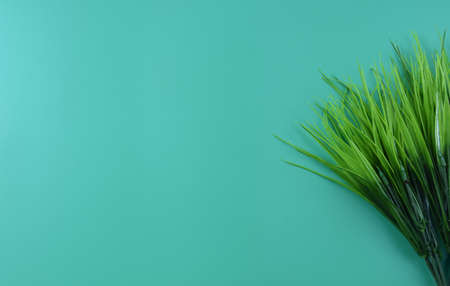 Overhead view of bright verdant green bunch of grass on vibrant blue backgroundの写真素材