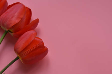 Top view of bouquet of vibrant red spring tulips with delicate fragile petals on long thin green stems with verdant leaves on light pink backgroundの写真素材