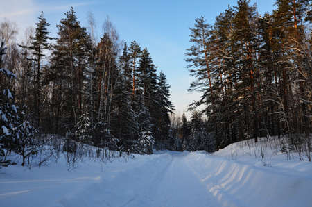 frosty winter landscape in snowy forestの写真素材