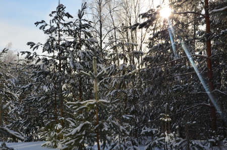 frosty winter landscape in snowy forestの写真素材