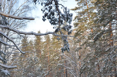 frosty winter landscape in snowy forestの写真素材