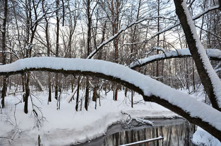 Winter forest wild river landscapeの写真素材