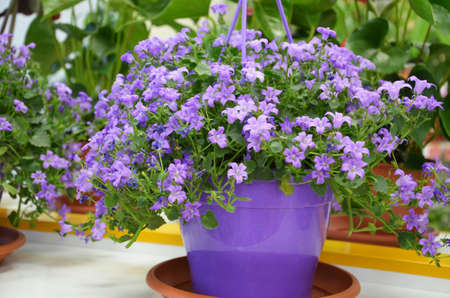 Shelves with pots of flowers in flowershopの写真素材