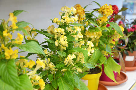 Shelves with pots of flowers in flowershopの写真素材