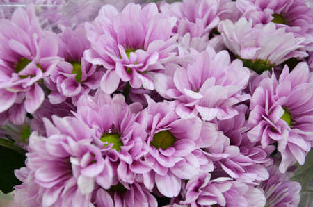 beutiful violet purple flowers background texture rose