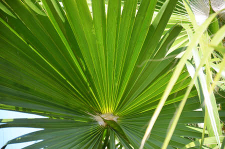 tropical leaf texture, large palm foliage nature green backgroundの写真素材