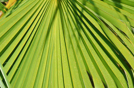 tropical leaf texture, large palm foliage nature green backgroundの写真素材