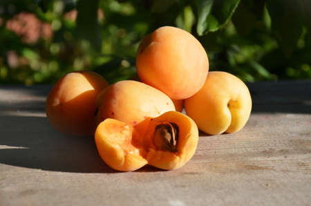 Apricot. Ripe Organic Apricots with leaves on a wooden table over green nature blurred background. Orchardの写真素材