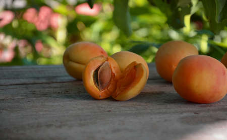 Apricot. Ripe Organic Apricots with leaves on a wooden table over green nature blurred background. Orchardの写真素材