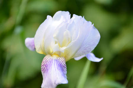 White flower Iris flowering against a background of flowers. Nature.の写真素材