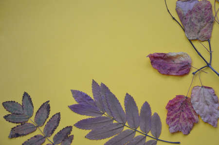 Abstract background of autumn leaves on yellow. Autumn background. copy spaceの写真素材