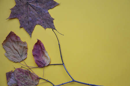 Colorful autumn maple leaf on yellow background. Abstract background of autumn leaves on yellow....