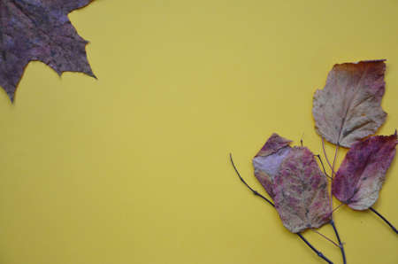 Colorful autumn maple leaf on yellow background. Abstract background of autumn leaves on yellow. Autumn background. copy spaceの写真素材