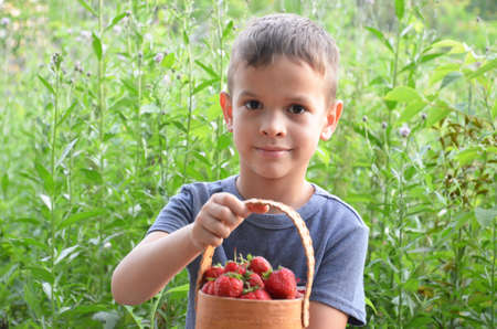 cheerful boy with basket of berries strawberry on the green grass, summer day in the gardenの写真素材