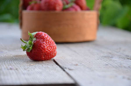 Red strawberries in a wooden basket costs between the strawberry beds in the fieldの写真素材