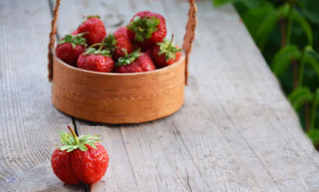 Red strawberries in a wooden basket costs between the strawberry beds in the fieldの写真素材