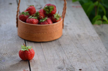 Red strawberries in a wooden basket costs between the strawberry beds in the fieldの写真素材