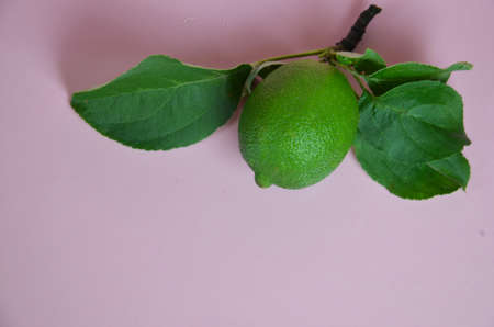 lime juice with lime leaves on pink table. Detox diet. top view. copy space. three limes.の写真素材