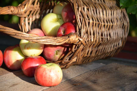 Organic apples in basket in summer grass. Fresh apples in nature. autumn harvest in the gardenの写真素材