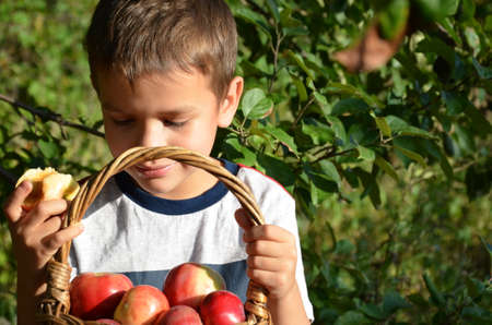A young country boy is eating an apple on an apple or farm. child kid eat fruit outdoorの写真素材