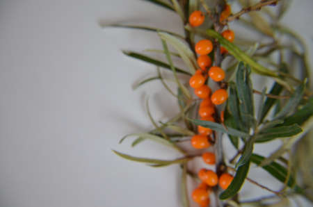 Branch of sea buckthorn berries with leaves. Clipping paths, shadow separated, infinite depth of field. Design elementsの写真素材