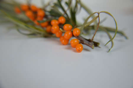 Branch of sea buckthorn berries with leaves. Clipping paths, shadow separated, infinite depth of field. Design elementsの写真素材