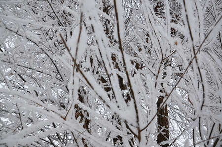 winter, snow on the branches of a tree, winter background.の写真素材