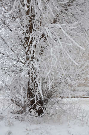 winter, snow on the branches of a tree, winter background.の写真素材