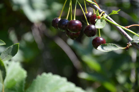 Red and sweet cherries on a branch just before harvest in early summerの写真素材