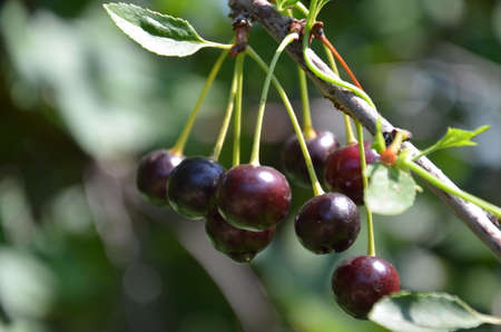Red and sweet cherries on a branch just before harvest in early summerの写真素材
