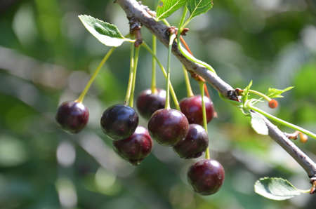 Red and sweet cherries on a branch just before harvest in early summerの写真素材